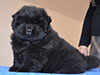 Black chow-chow puppy girl