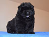 Black chow-chow puppy girl