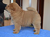 Red smooth chow-chow puppy boy