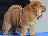 Red smooth chow-chow puppy boy