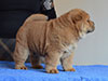 Red smooth chow-chow puppy boy