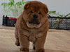 Red smooth chow-chow puppy boy