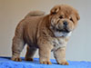 Red smooth chow-chow puppy boy