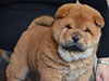 Red smooth chow-chow puppy girl