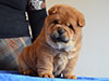 Red smooth chow-chow puppy girl