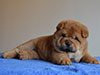 Red smooth chow-chow puppy girl