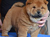 Red smooth chow-chow puppy girl