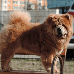 chow chow ALSUHAIL RADIANT BEAUTI