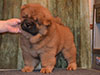 chow-chow puppy red boy Lav Stori JUAN