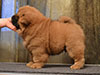 chow-chow puppy red boy Lav Stori JUAN