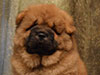 chow-chow puppy red boy Lav Stori JUAN