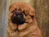 chow-chow puppy red boy Lav Stori JUAN