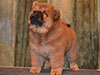 chow-chow puppy red boy Lav Stori JUNFEND