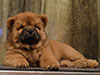 chow-chow puppy red boy Lav Stori JUNFEND