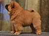 chow-chow puppy red boy Lav Stori JUNFEND