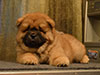 chow-chow puppy red boy Lav Stori JUNSHEN