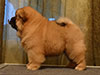 chow-chow puppy red boy Lav Stori JUNSHEN