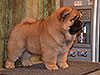 chow-chow puppy red boy Lav Stori JUNSHEN