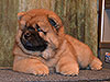 chow-chow puppy red boy Lav Stori JUNSHEN