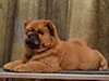 chow-chow puppy red boy Lav Stori JUSHENG