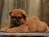 chow-chow puppy red boy Lav Stori JUSHENG