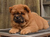 chow-chow puppy red boy Lav Stori JUSHENG