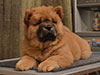 chow-chow puppy red boy Lav Stori JUSHENG