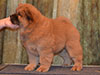 chow-chow puppy red boy Lav Stori JUSHENG