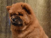 chow-chow puppy red boy Lav Stori JUSHENG