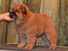 chow-chow puppy red boy Lav Stori JUSHENG