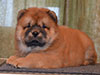 chow-chow puppy red girl Lav Stori JUSSEL