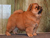 chow-chow puppy red girl Lav Stori JUSSEL