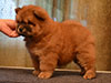 chow-chow puppy red girl Lav Stori JUSSEL