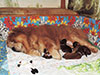 chow-chow puppies