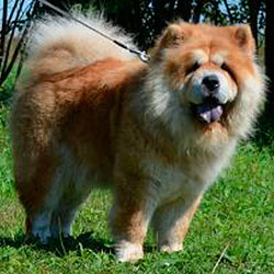 Red chow-chow Borte Chino OCTAVIA