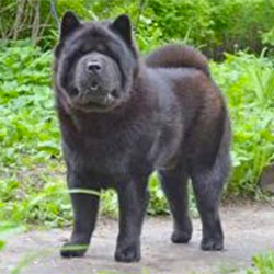 Black Chow-chow smooth FORTUNA I FAVN GALIANO