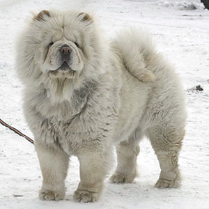 Cream chow-chow LAV STORI FLUFFI PUFF