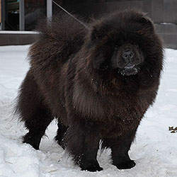 Black chow-chow LAV STORI TWIGGI LITTLE BLACK DRESS