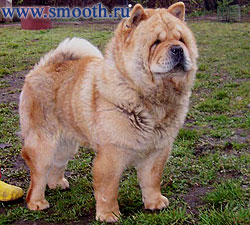 smooth chow-chow PREMIER MINISTR S MILLIONNOGO MOSTA