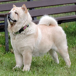 Cream smooth Chow-chow VILAIDA