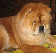 chow-chow Akika Fime Lady Nika