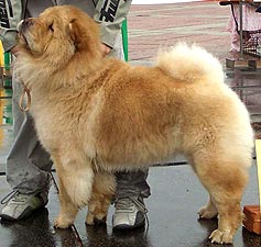 chow-chow Arabella Iz Svyatogo Graalya