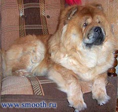 chow-chow Belissiya S Sergieva Posada