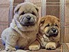 chow-chow smooth puppy