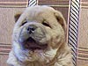 chow-chow smooth puppy