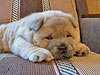 chow-chow smooth puppy