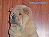 chow-chow smooth puppy