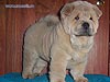 chow-chow smooth puppy