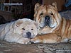 chow-chow smooth puppy