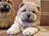 chow-chow smooth puppy